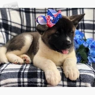 Akita puppies whatsapp:+63-977-672-4607