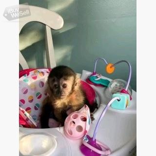 playful  pygmy marmoset and Capuchin monkeys,.whatsapp me at: +44 7453 907158 (England ) Exeter