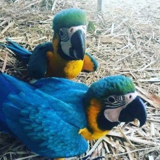 African Grey and macaw parrots For Sale ...whatsapp me at: +44 7453 907158 (England ) Blackburn