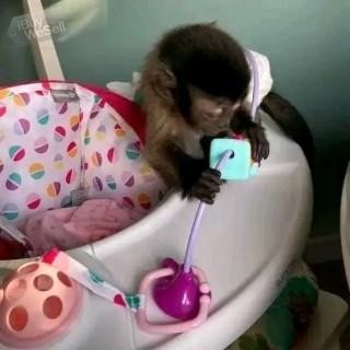 playful  pygmy marmoset and Capuchin monkeys,.whatsapp me at: +44 7453 907158 (Scotland ) Glasgow