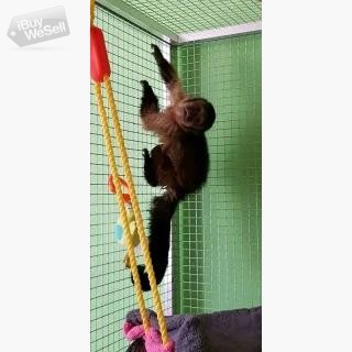 playful  pygmy marmoset and Capuchin monkeys,.whatsapp me at: +44 7453 907158 (Wales ) Bangor