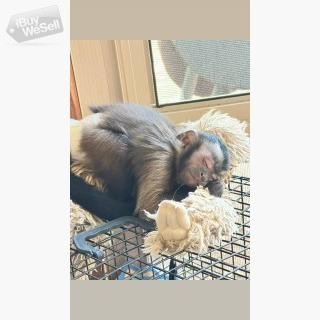 playful  pygmy marmoset and Capuchin monkeys,.whatsapp me at: +44 7453 907158 (England ) City of Salford